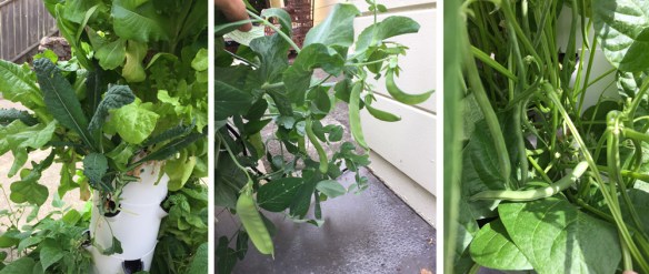 TG_3815_6-7-17-combo