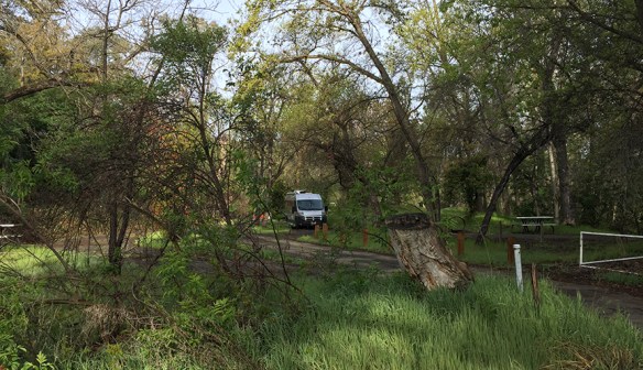 Ramsey sug as a bug in Lake Solano County Campground