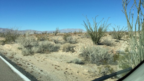 6933anzoborregodesert