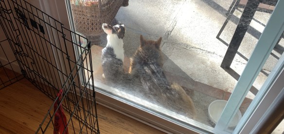 Abigail and Annie guarding the garden against squirrels.